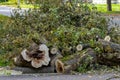 Cutting down trees in the city. An old damaged tree sawn to pieces with a chain saw. Logs and branches are piled up by Royalty Free Stock Photo