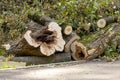Cutting down trees in the city. An old damaged tree sawn to pieces with a chain saw. Logs and branches are piled up by Royalty Free Stock Photo