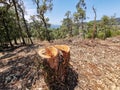 Cutting down trees in a eucalyptus forest that causes deforestation in the area Royalty Free Stock Photo