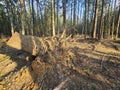 cutting down trees in the forest Royalty Free Stock Photo