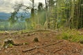 cutting down trees in the forests Royalty Free Stock Photo