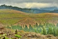 cutting down trees in the forests Royalty Free Stock Photo