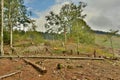 cutting down trees in the forests Royalty Free Stock Photo