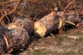 Cutting down trees and forests. Sawn logs lying on the grass. Stumps of conifer