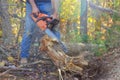 Cutting down trees that were broken by hurricane winds a storm Royalty Free Stock Photo