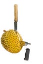 Cutting a durian fruit. Royalty Free Stock Photo