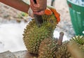 Cutting Durian Royalty Free Stock Photo