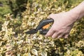 Cutting Euonymus fortunei by scissors