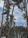 Cutting and felling trees near houses using the manual climbing method