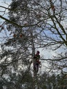 Cutting and felling trees near houses using the manual climbing method