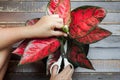 Cutting flower of aglaonema houseplant