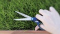 Cutting fresh grass with a pair of scissors Royalty Free Stock Photo