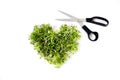 Cutting fresh microgreens: broccoli and red cabbage brassica microgreens in heart shape with scissors