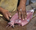 Cutting freshly caught fish