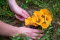 Cutting golden chanterelle with a knife in the forest