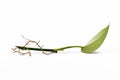 Cutting of Golden Pothos `Epipremnum Aureum` houseplant with long bare roots on white background Royalty Free Stock Photo