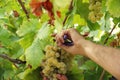 Cutting grapes from vines