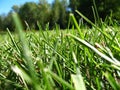Cutting grass lawn Royalty Free Stock Photo