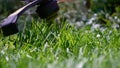 Cutting green grass with whipper snipper. Hand held grass trimmer mowing lawn. Grass shreds flying around in slow-mo