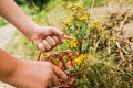 Cutting hand St. John& x27;s wort. Hypericum - St Johns wort plants yellow flower used in alternative medicine. Medicinal Royalty Free Stock Photo