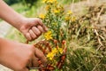 Cutting hand St. John& x27;s wort. Hypericum - St Johns wort plants yellow flower used in alternative medicine. Medicinal Royalty Free Stock Photo