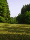 Cutting hayfield in forest