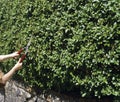 Cutting hedge