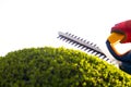 Cutting a hedge with electrical hedge trimmer. Royalty Free Stock Photo