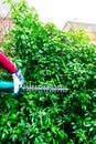 Cutting a hedge with electrical hedge trimmer Royalty Free Stock Photo