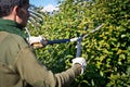 Cutting hedge with scissor, winter pruning Royalty Free Stock Photo