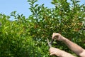 Cutting Hedge on a Sunny Day