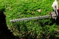 Cutting a hedge with hedge trimmer gardener is trimming branches Royalty Free Stock Photo