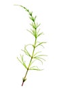 Cutting horsetail plants isolated islate on white background