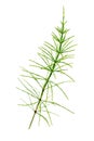 Cutting horsetail plants isolated islate on white background