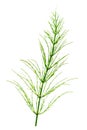 Cutting horsetail plants isolated on a white background