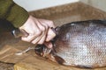 Cutting large sluggish fish close-up