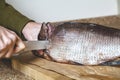 Cutting large sluggish fish close-up