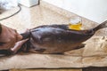 Cutting large sluggish fish. Near mug of beer