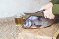 Cutting large sluggish fish. Near mug of beer