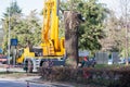 Cutting a large tree in a city. Royalty Free Stock Photo