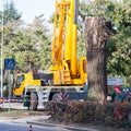 Cutting a large tree in a city. Royalty Free Stock Photo