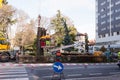 Cutting a large tree in a city. Royalty Free Stock Photo