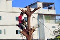 Cutting a large tree with electric wood sawing machine in the city by a professional tree cutting