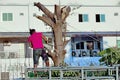 Cutting a large tree with electric wood sawing machine in the city by a professional tree cutting Royalty Free Stock Photo