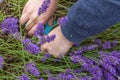 Cutting lavender heads Royalty Free Stock Photo