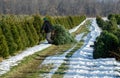 Cutting a live tree at a Christmas tree farm Royalty Free Stock Photo