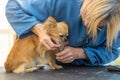 Cutting nails on paws of chihuahua dog Royalty Free Stock Photo