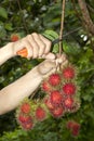 Cutting negrito fruit by Clipper King in gaeden Royalty Free Stock Photo