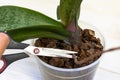 Cutting of old dry sprout of orchids. Take care of orchid houseplant. Home gardening