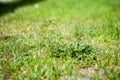 Cutting out weeds